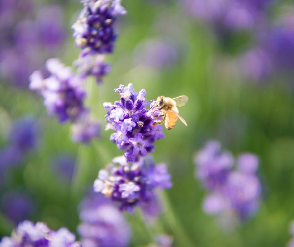 Bee on lavender plant