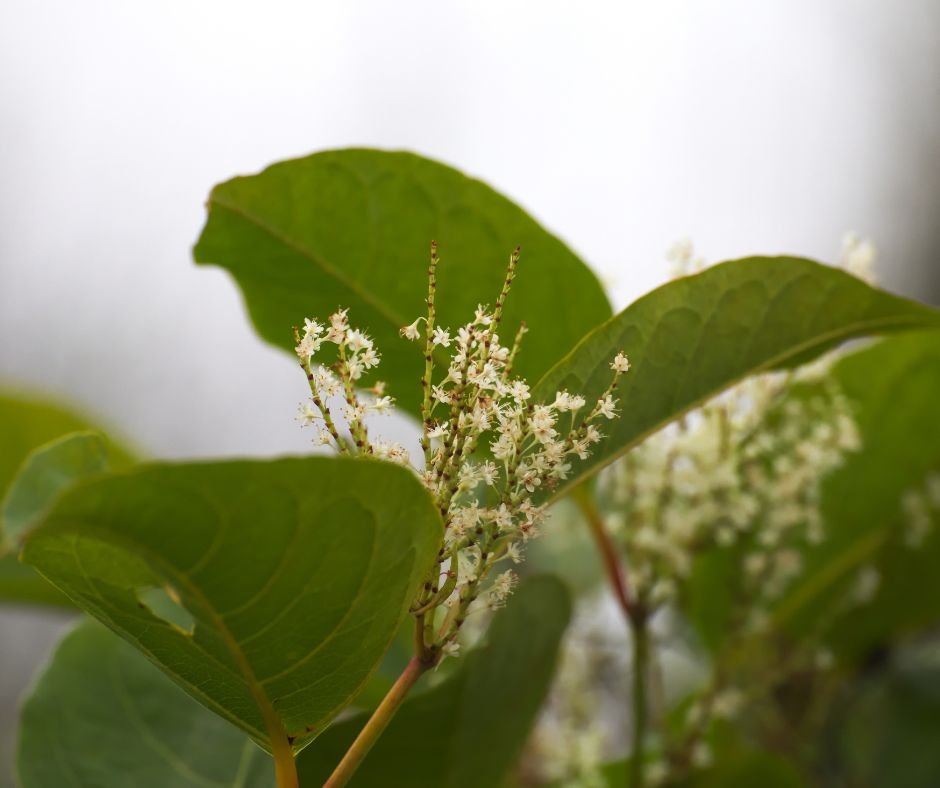 Japanese knotweed
